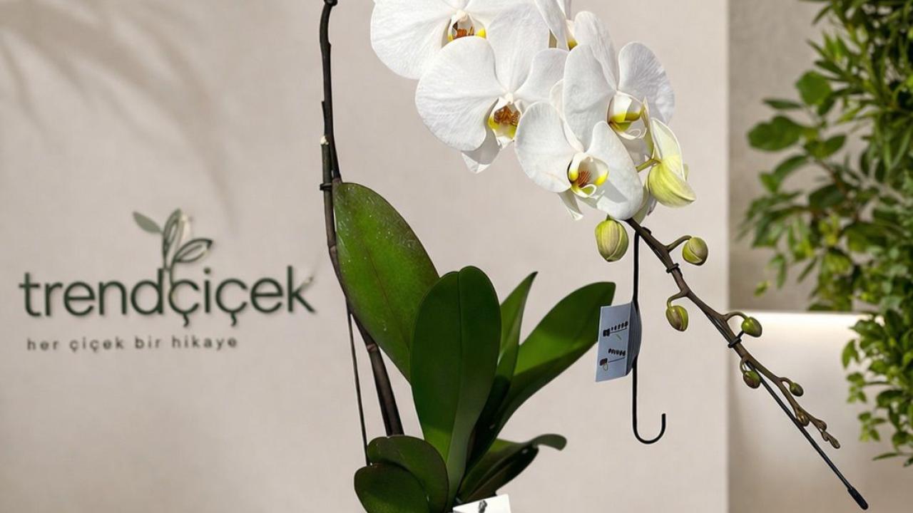 Çanakkale Çiçek Siparişi Artık Daha Hızlı: Trend Çiçek