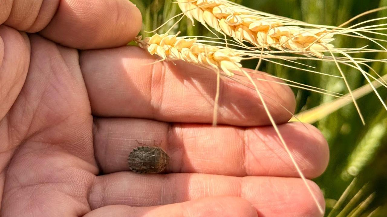 Çiftçiye süne uyarısı: İlanı bekleyin, doğayı koruyun!