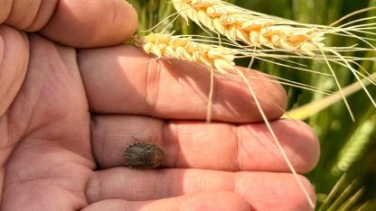 Çiftçiye süne uyarısı: İlanı bekleyin, doğayı koruyun!