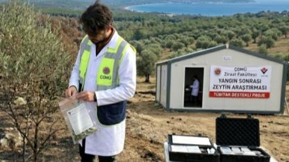ÇOMÜ’den yangın sonrası tarıma bilimsel dokunuş: Zeytinde kritik araştırma başladı!