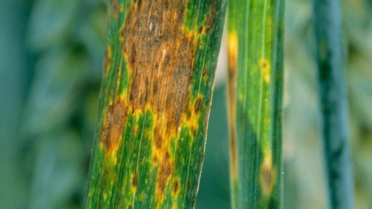 Hububat üreticilerinin dikkatine; Enfeksiyon görülen tarlalarda ilaçlama yapın!