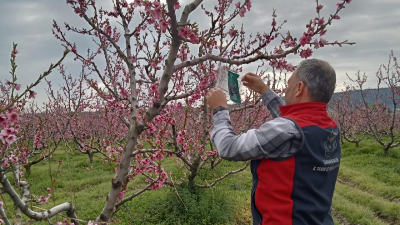 Kahverengi kokarca ile tuzaklı mücadele!