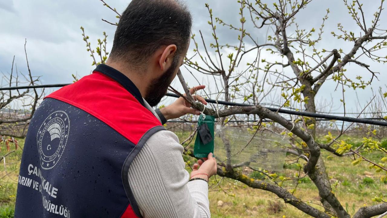 Kahverengi kokarca ile tuzaklı mücadele!