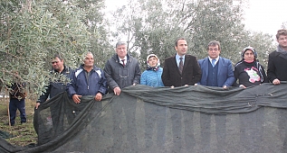 Zeytin şenliği festivali gerçekleştirildi